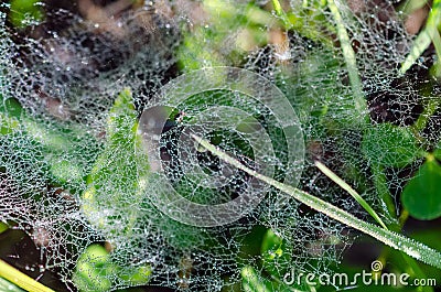 Dew on spider webs in grass Stock Photo