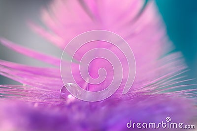 Dew or water drop on a purple feather, turquoise background. Delicate beautiful abstract macro. Festive background. Selective soft Stock Photo