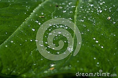Waterdrops on leaves Stock Photo