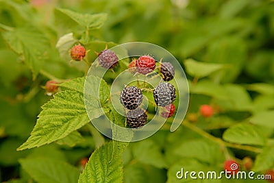 Dewberry berries on the branches Stock Photo