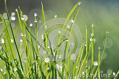 Dewdrop on grass Stock Photo