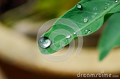 Dewdrop Stock Photo