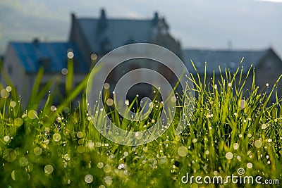 Dewdrops on grass Stock Photo