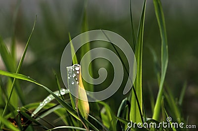 Dewdrops on Grass Stock Photo