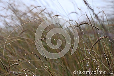 Dewdrops hanging on the culm or stems of grass plants. Background of focus or blurred Background Stock Photo