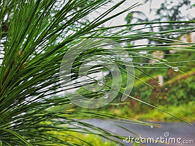 dewdrops after rain on pine trees which were taken with the camera in Bogor, Indonesia Stock Photo