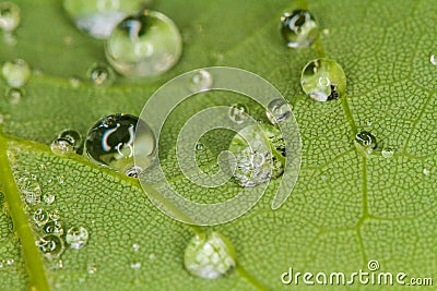 Dews on grass Stock Photo