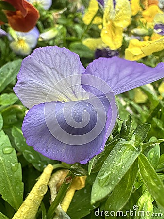 A dewy blue flower Stock Photo