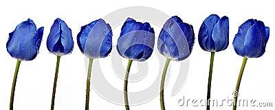 Dewy blue tulips Stock Photo