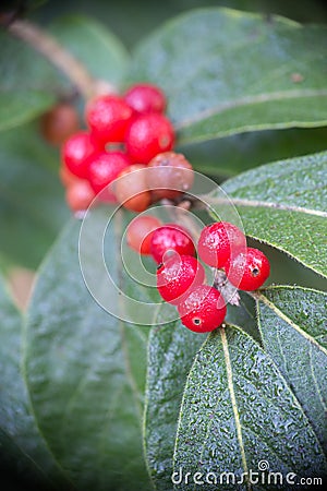 Dewy Bright Red Holly Berries Stock Photo