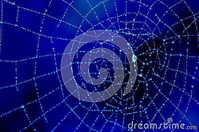 Dewy cobweb in blue Stock Photo