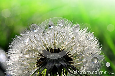 Dewy dandelion Stock Photo