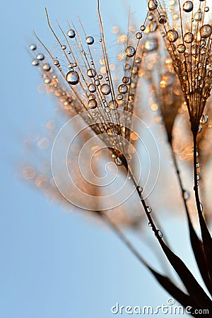 Dewy dandelion flower Stock Photo