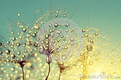 Dewy dandelion flower Stock Photo