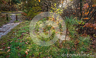 Dewy finely woven spider web in a small pine tree Stock Photo