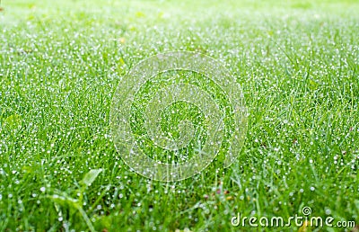 Dewy garden grass in the early morning Stock Photo