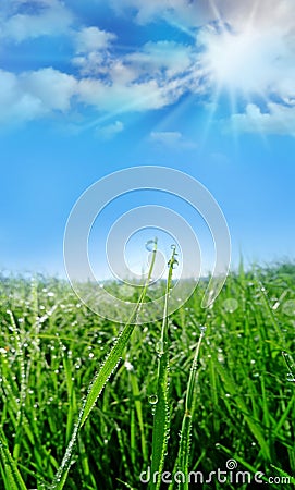 Dewy grass Stock Photo