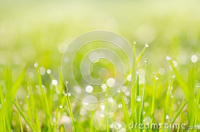 Dewy grass background Stock Photo