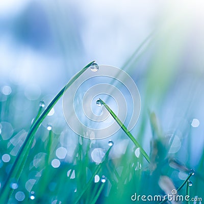 Dewy grass closeup Stock Photo