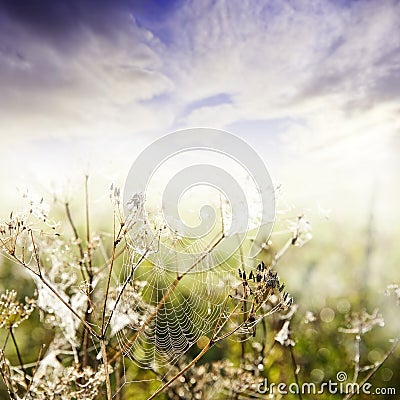 Dewy grass with dewy spider net Stock Photo