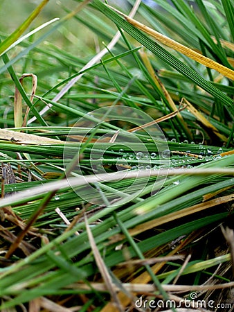 Dewy grass Stock Photo