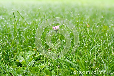 Dewy grass and small blooming flower Stock Photo