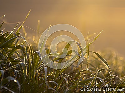 Dewy grass with spider web Stock Photo