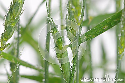 Dewy green cereal Stock Photo