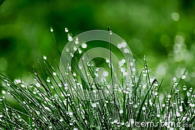 Dewy green grass Stock Photo