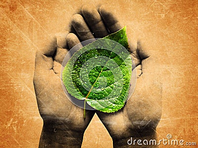 Dewy leaf in a hands Stock Photo