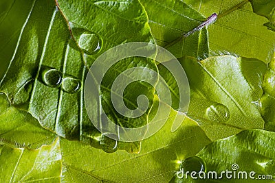 Dewy leaf with rain drops Stock Photo