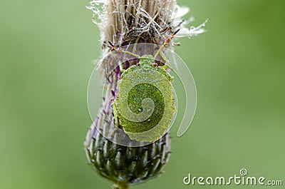 Dewy nymph of Green Shieldbug in field Stock Photo