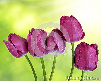 Dewy purple tulips Stock Photo