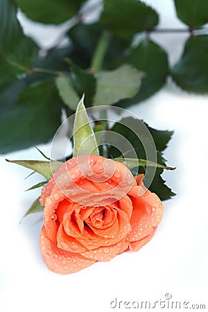 Dewy rose Stock Photo
