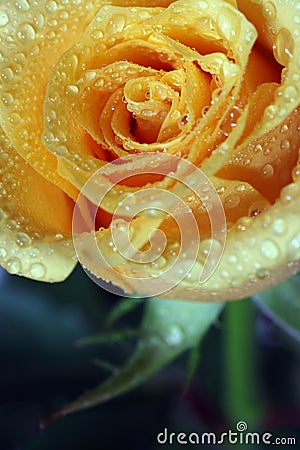 Dewy rose Stock Photo