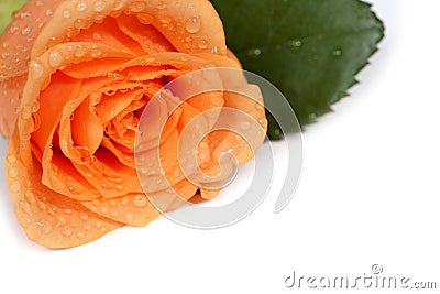 Dewy rose - Write your own text on it! Stock Photo