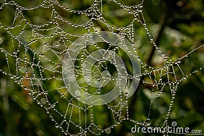 Dewy spider web Stock Photo