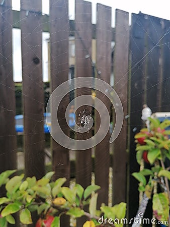 Dewy spider Web Stock Photo