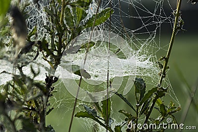 Dewy spider web Stock Photo