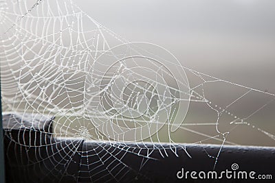 A dewy spider web in the morning Stock Photo