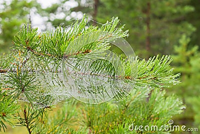 Dewy Spider web at a pine branch Stock Photo