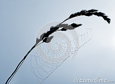 Dewy spider web Stock Photo