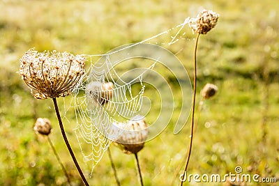 A dewy spider web spun between flowers, illuminated by the sunlight Stock Photo