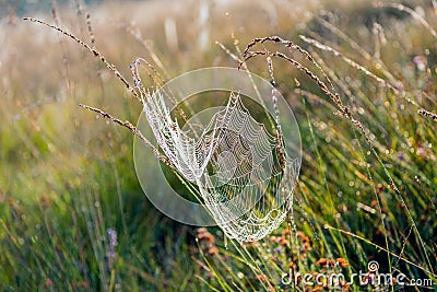 Dewy spider web between stems of grasses Stock Photo