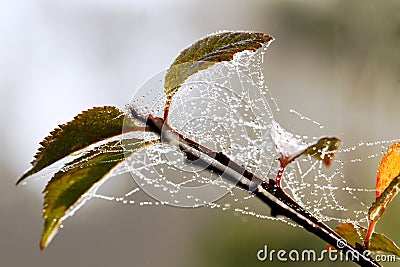 Dewy twig. Stock Photo