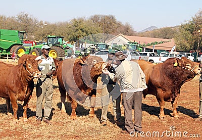 Dexter bulls being inspected by show judge. Editorial Stock Photo