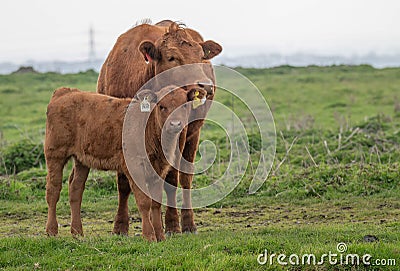 Dexter Cow and Calf Stock Photo