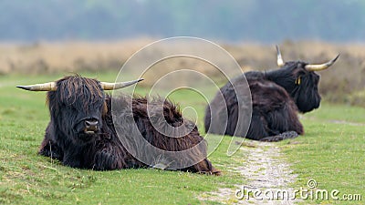 Twee Schotse Hooglanders in de vrije natuur Vector Illustration