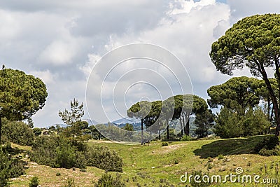 Forest in mugla, turkey Stock Photo