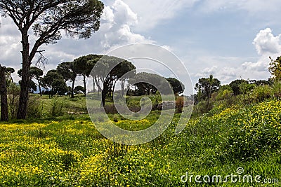 A beautiful forest in muÄŸla Stock Photo